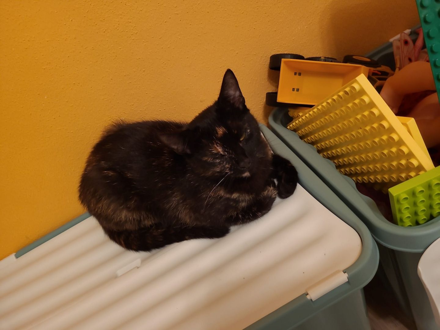 Hauskatze in liebevolle Hände abzugeben