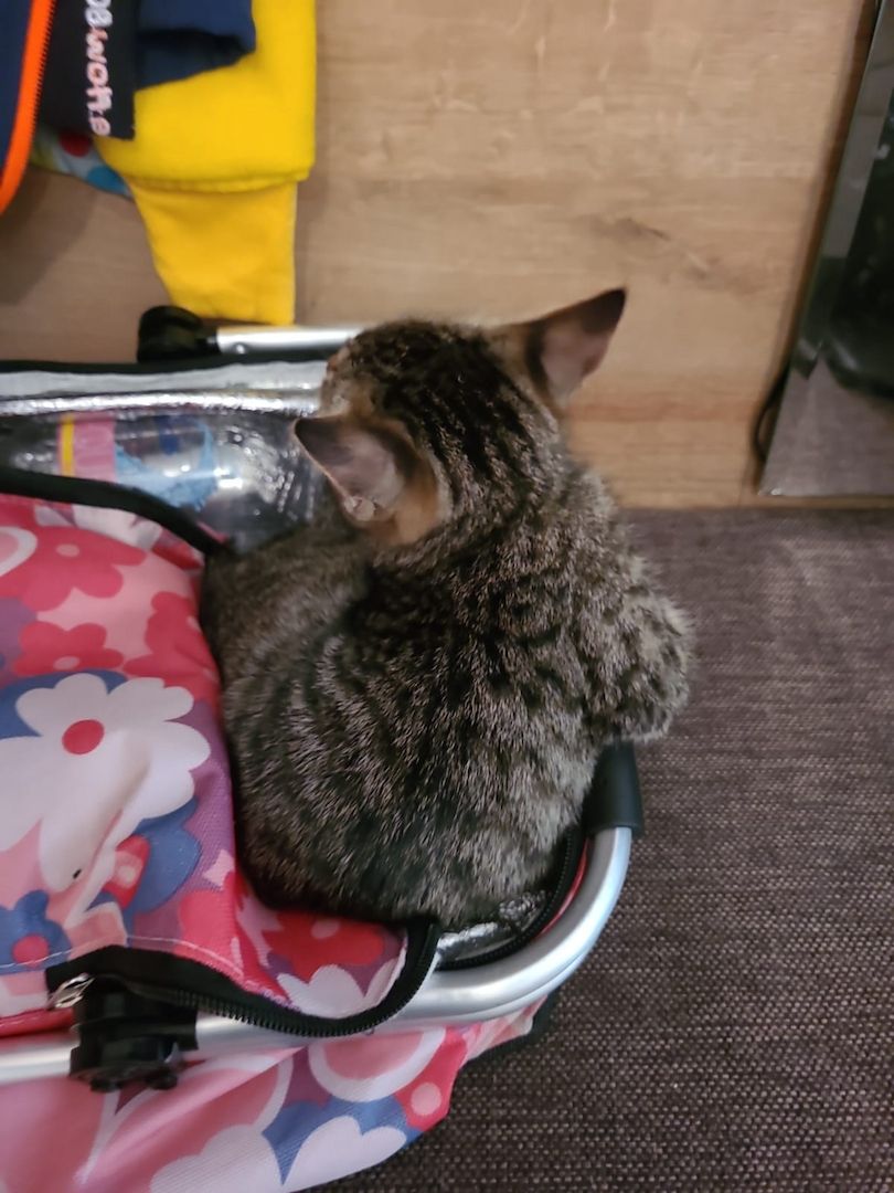 Babykatzen zu verkaufen zwecks allergie 