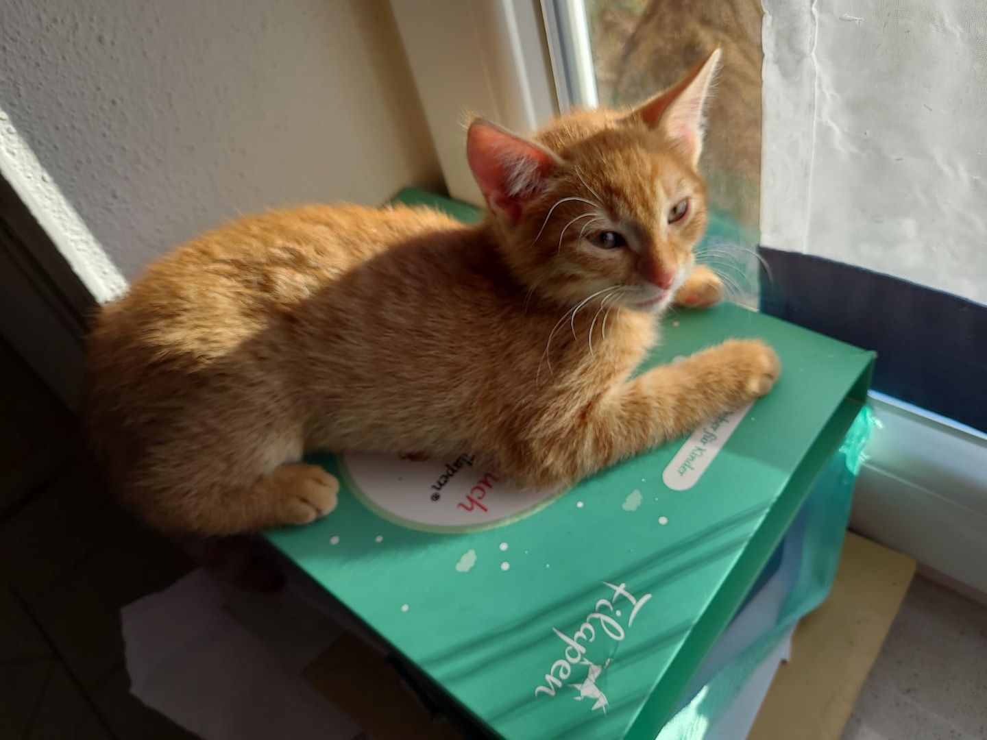 Babykatzen zu verkaufen zwecks allergie 