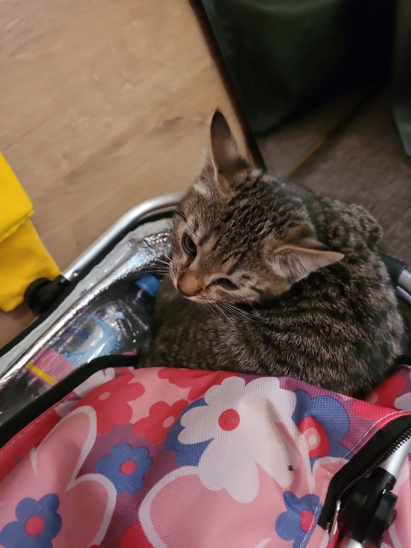 Babykatzen zu verkaufen zwecks allergie 