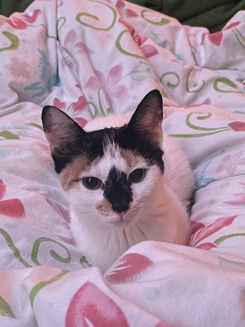 Katzenbaby zu verschenken