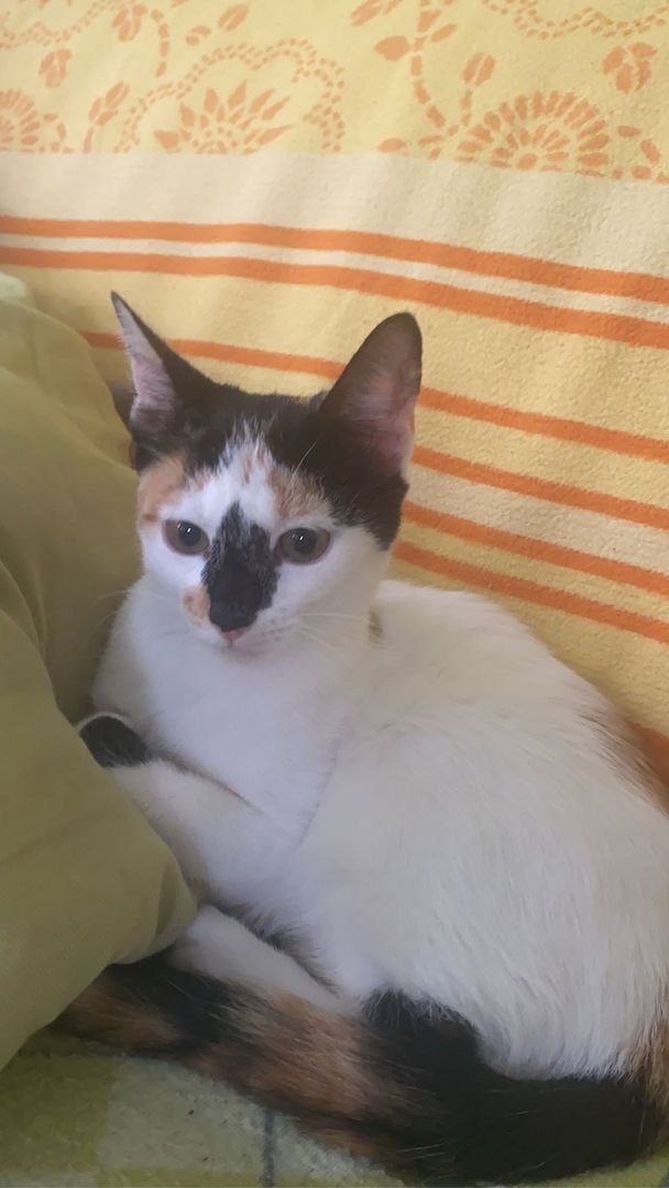 Katzenbaby zu verschenken