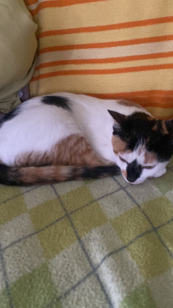 Katzenbaby zu verschenken