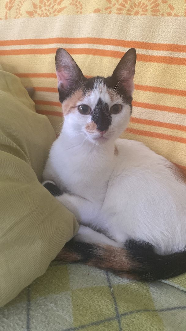 Katzenbaby zu verschenken