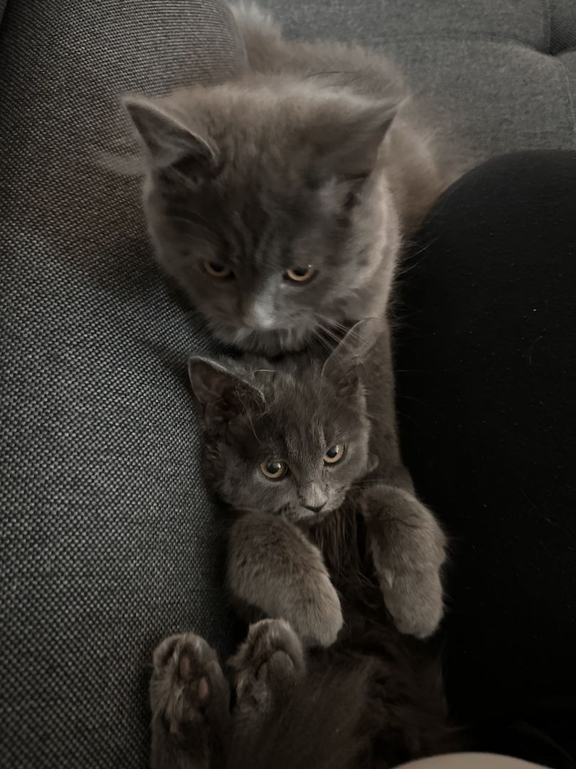 Britisch Langhaar Katzen Jungkatzen BLH BKH