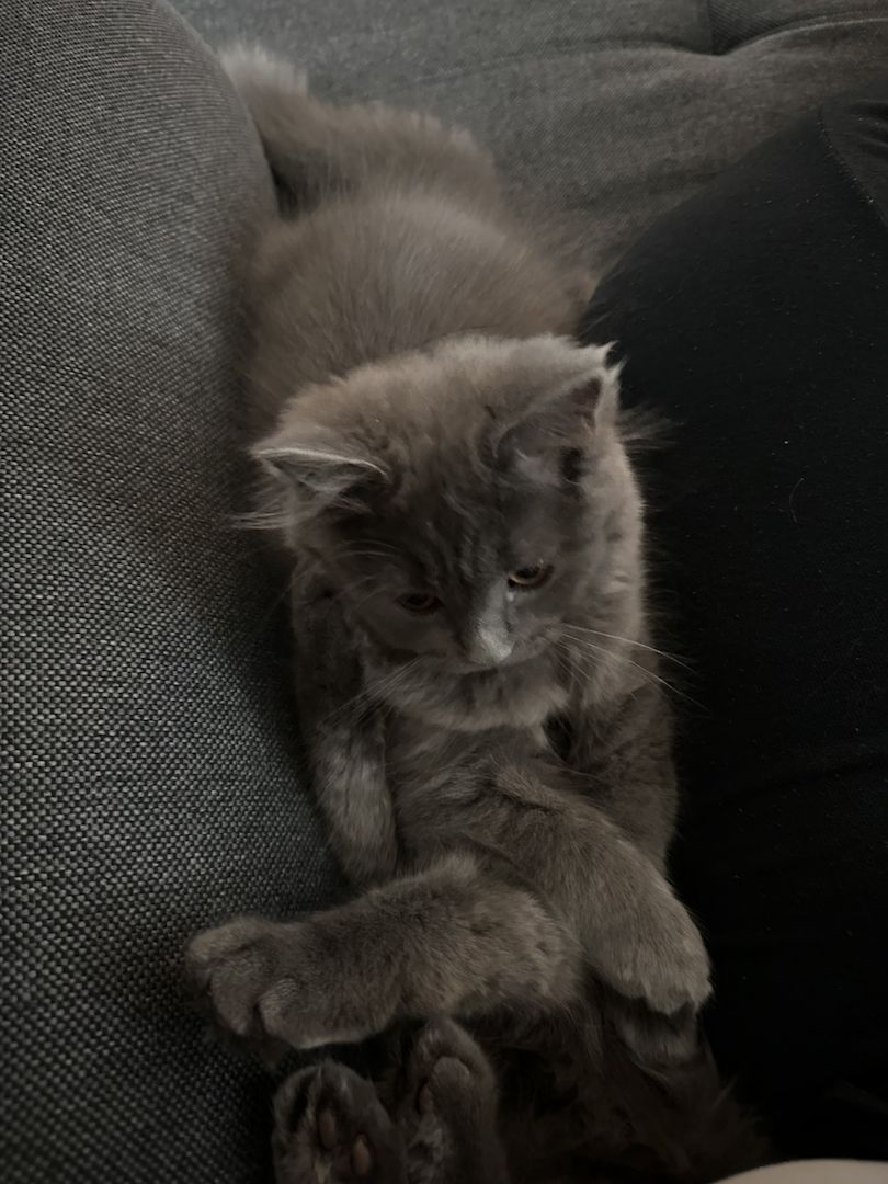 Britisch Langhaar Katzen Jungkatzen BLH BKH