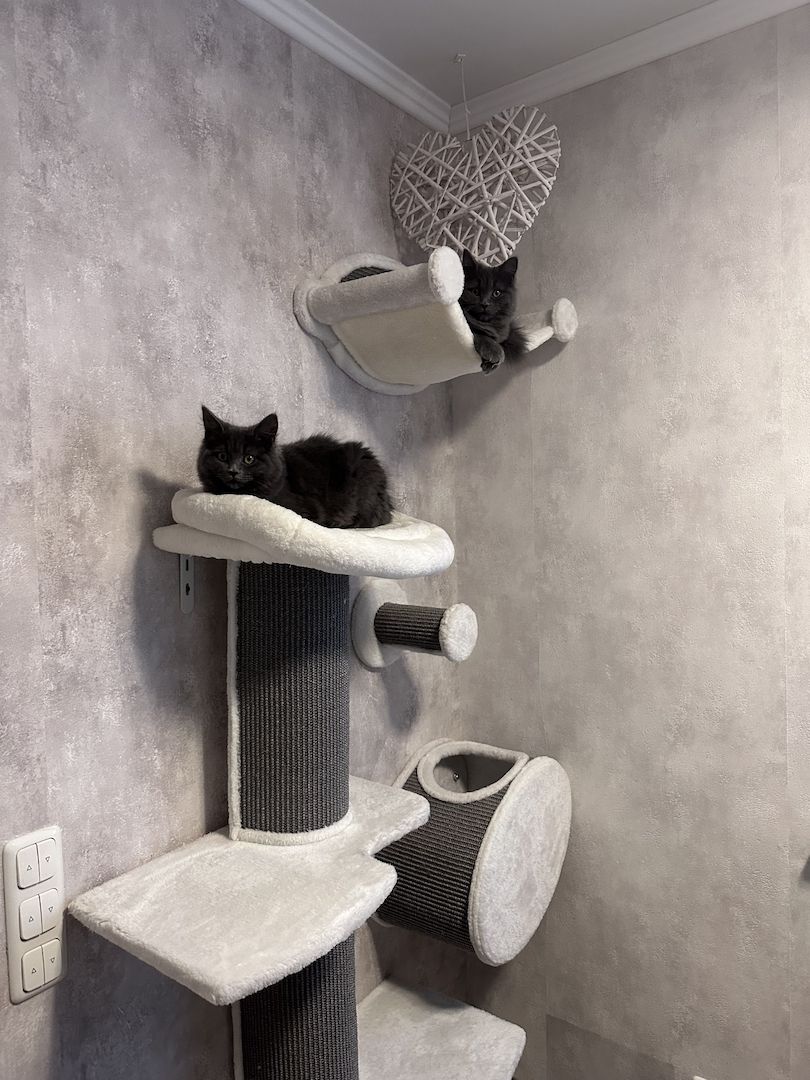 Britisch Langhaar Katzen Jungkatzen BLH BKH