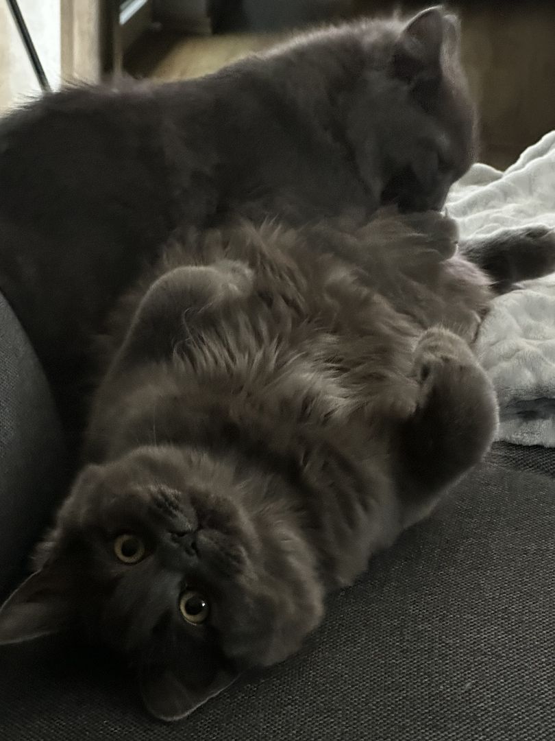 Britisch Langhaar Katzen Jungkatzen BLH BKH