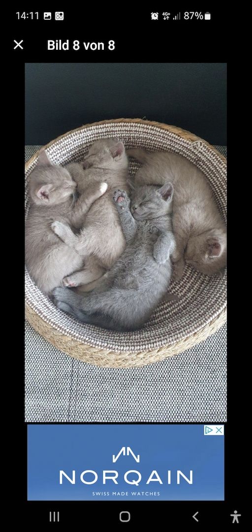 BKH KITTEN ABHOLBEREIT BKH KITTEN ABHOLBEREIT