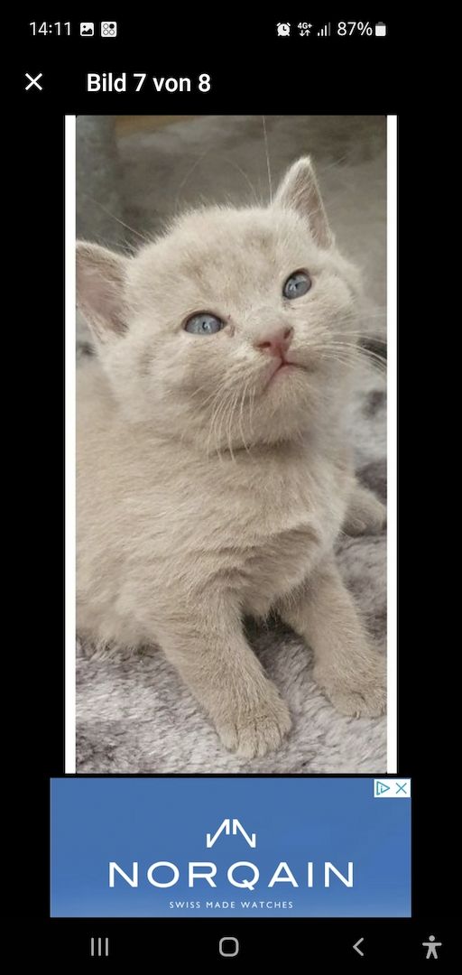 BKH KITTEN ABHOLBEREIT BKH KITTEN ABHOLBEREIT