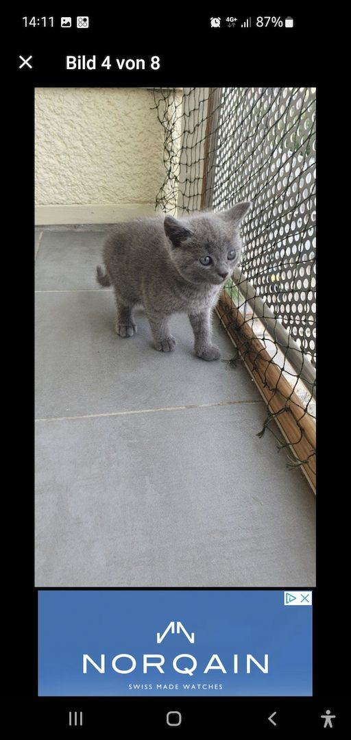 BKH KITTEN ABHOLBEREIT BKH KITTEN ABHOLBEREIT