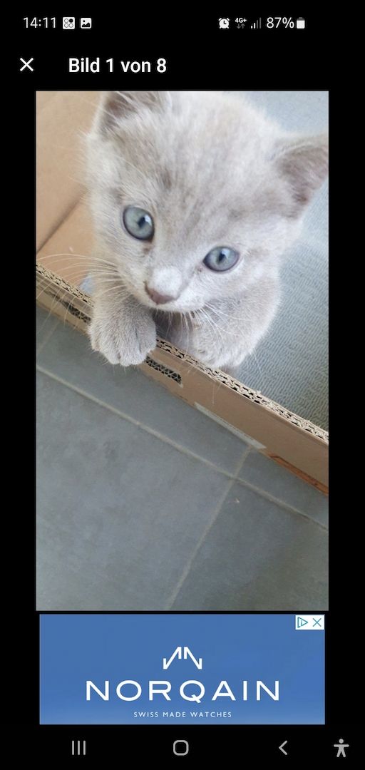 BKH KITTEN ABHOLBEREIT BKH KITTEN ABHOLBEREIT