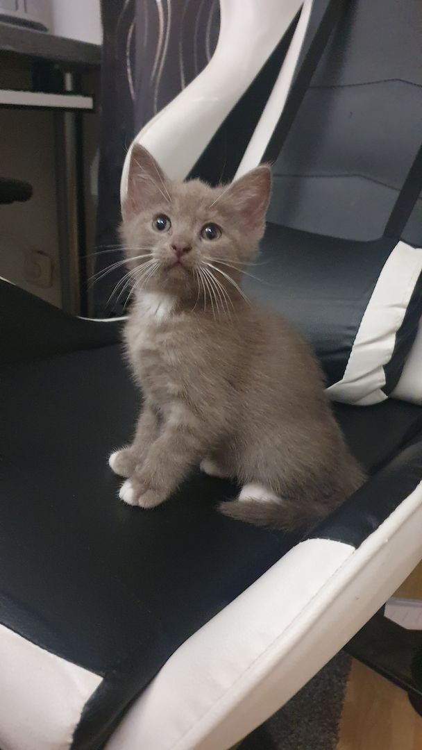 BKH KITTEN ABHOLBEREIT BKH KITTEN ABHOLBEREIT