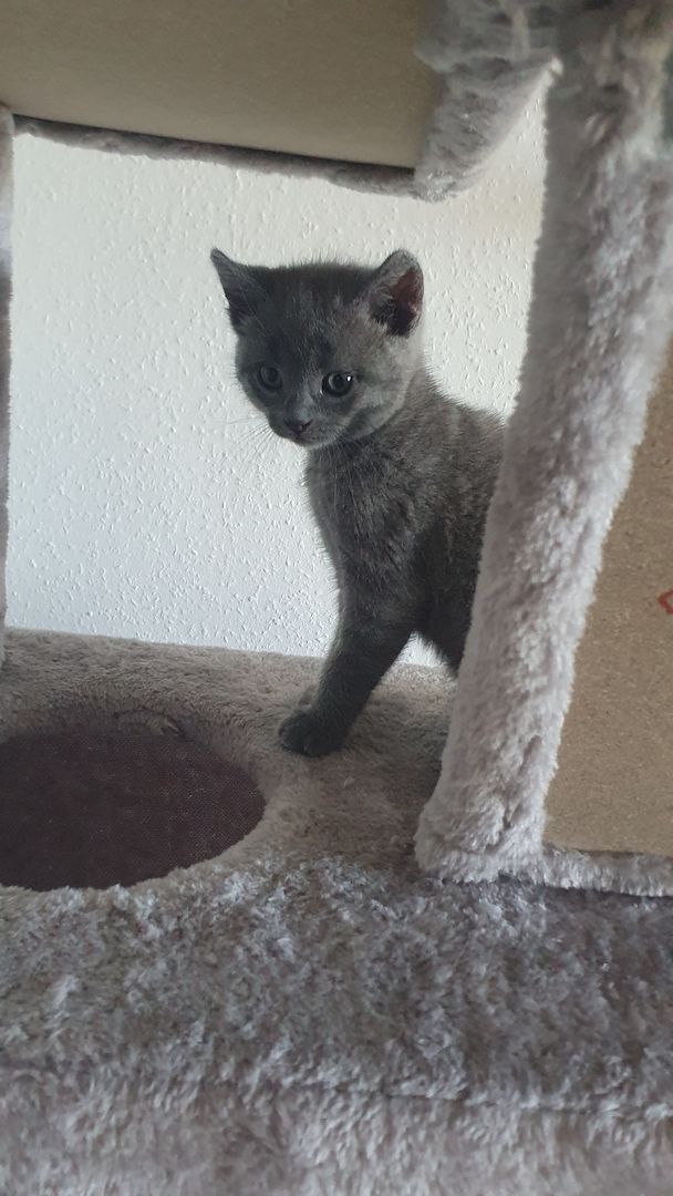 BKH KITTEN ABHOLBEREIT BKH KITTEN ABHOLBEREIT