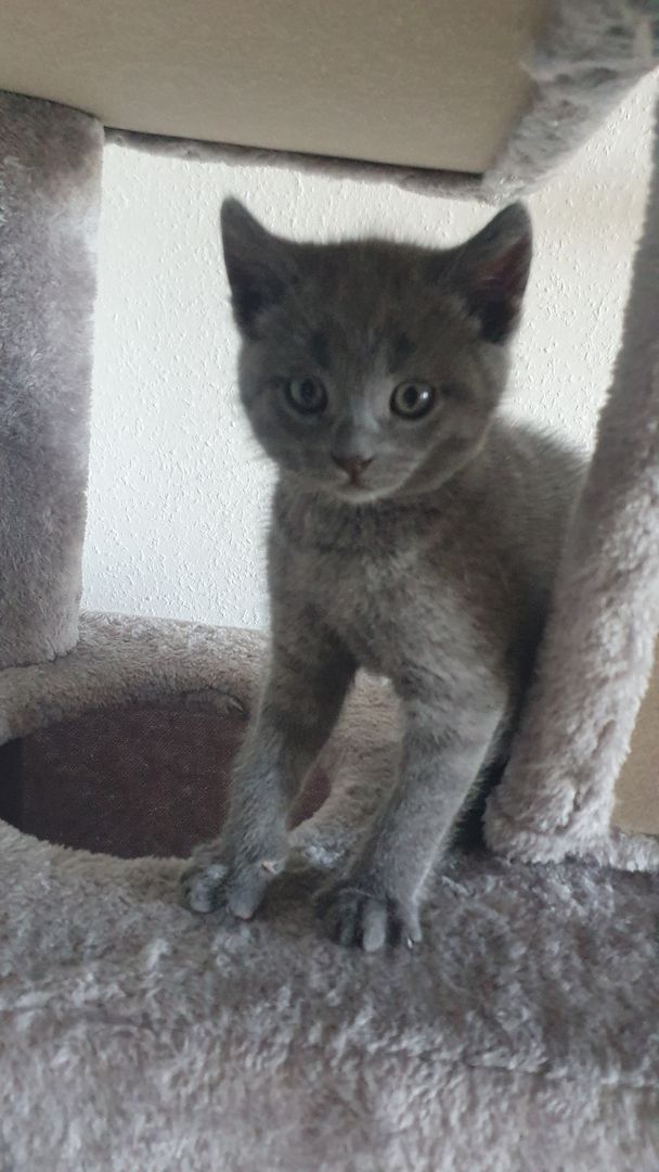 BKH KITTEN ABHOLBEREIT BKH KITTEN ABHOLBEREIT