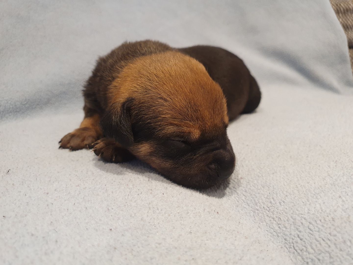 Süße Hundewelpen suchen ein neues zu Hause