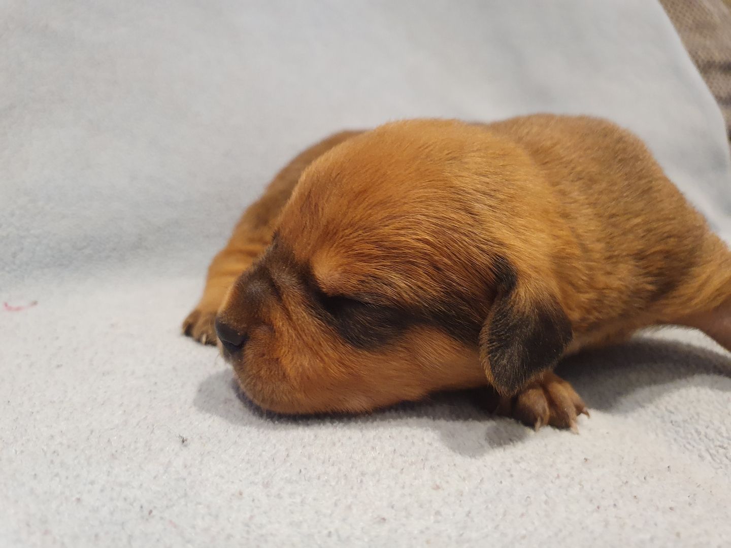 Süße Hundewelpen suchen ein neues zu Hause