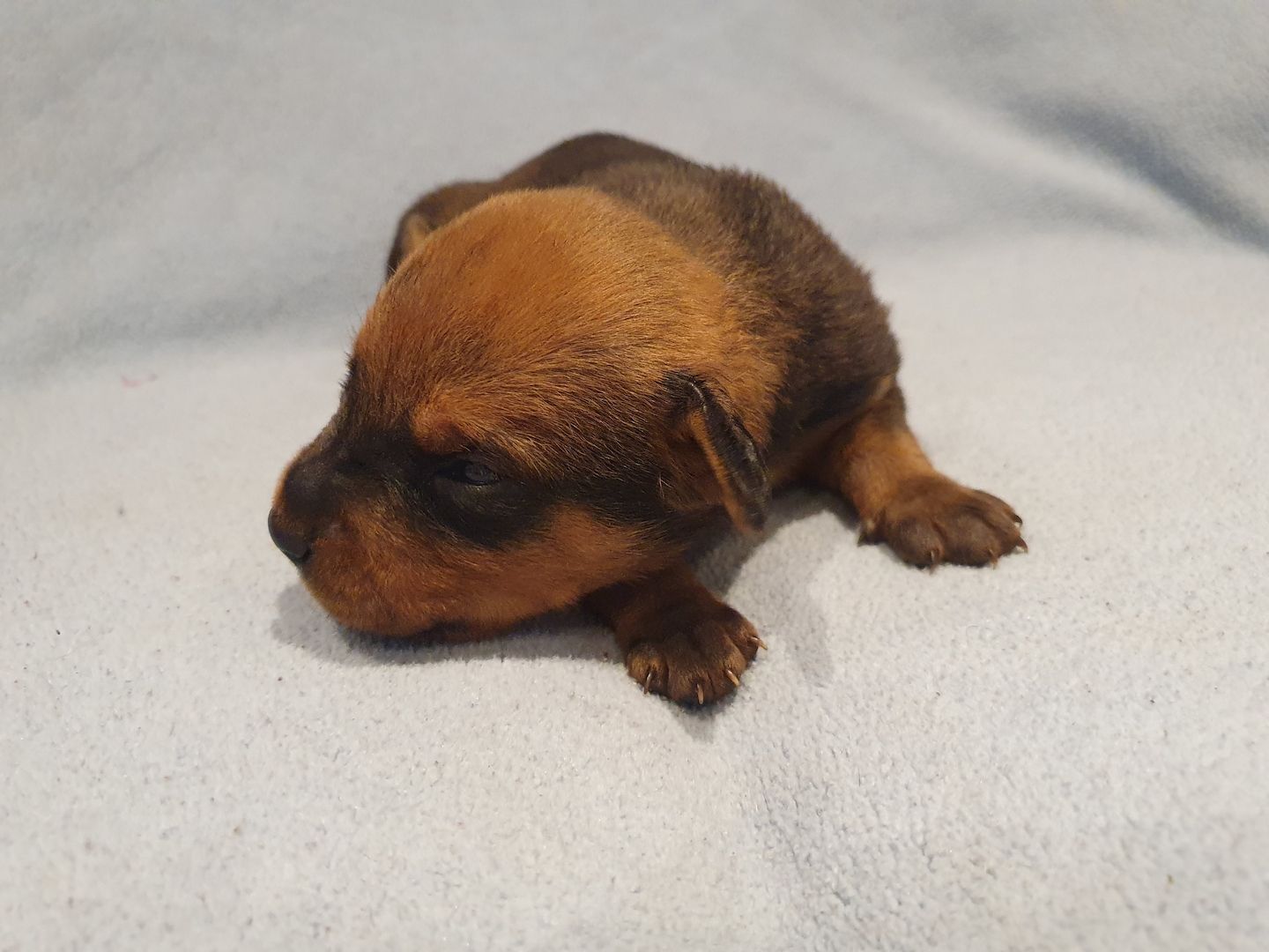 Süße Hundewelpen suchen ein neues zu Hause