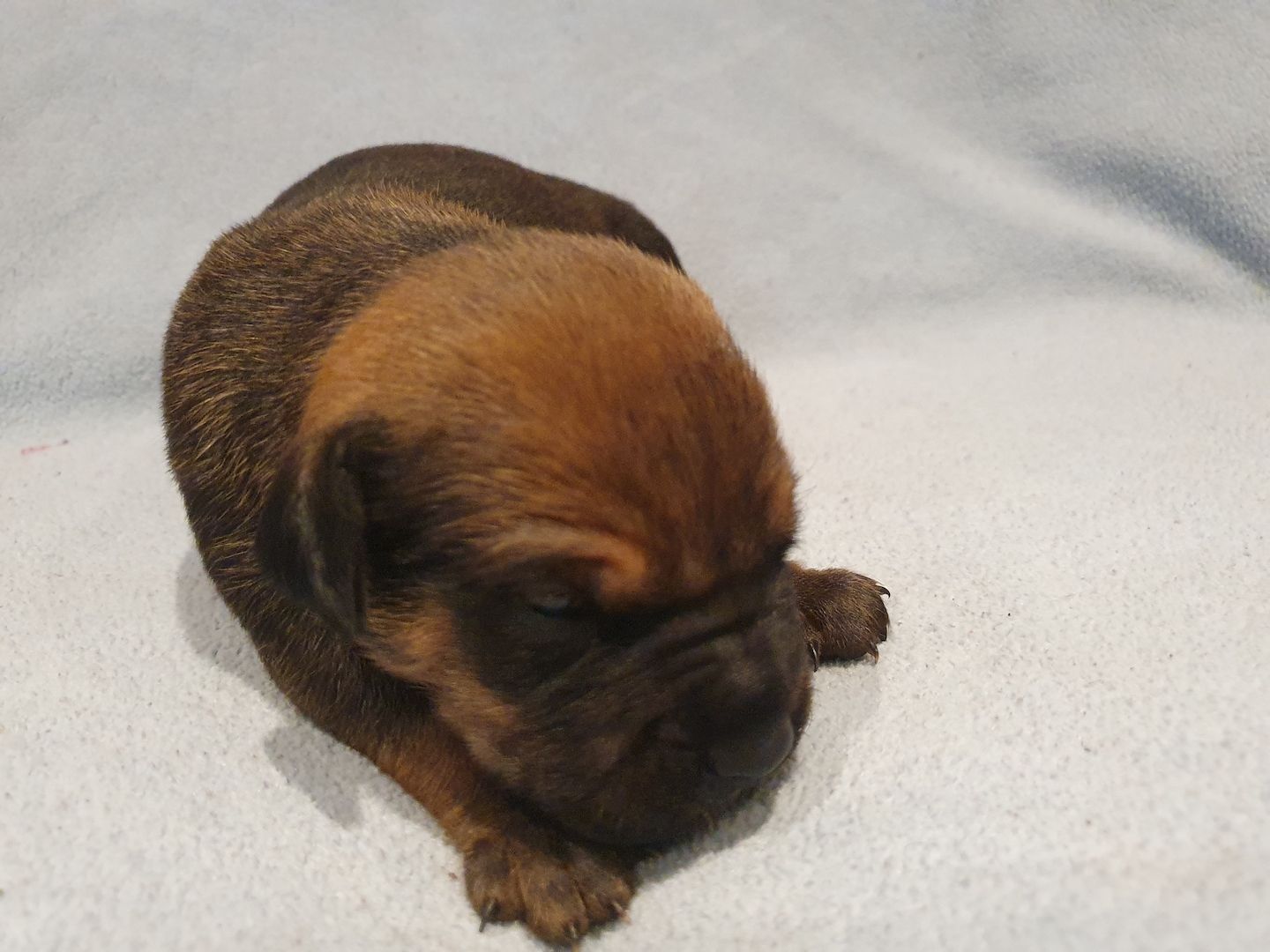 Süße Hundewelpen suchen ein neues zu Hause