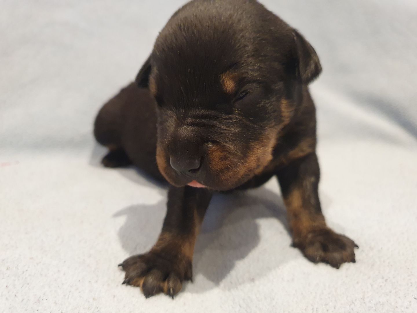 Süße Hundewelpen suchen ein neues zu Hause