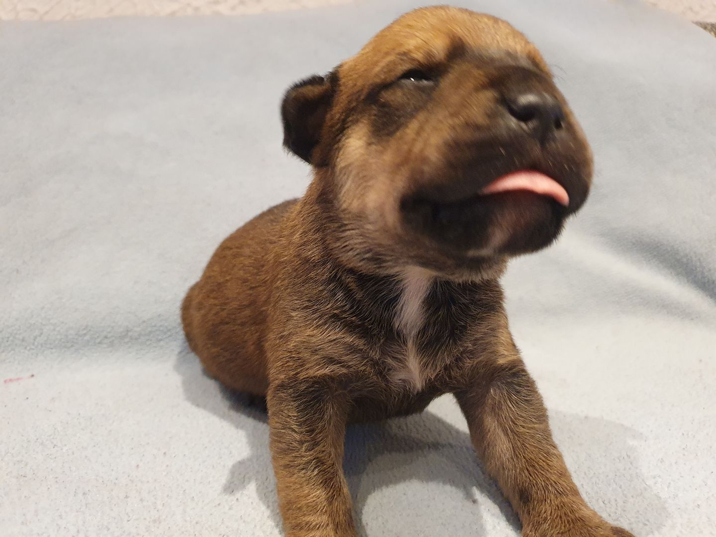 Süße Hundewelpen suchen ein neues zu Hause