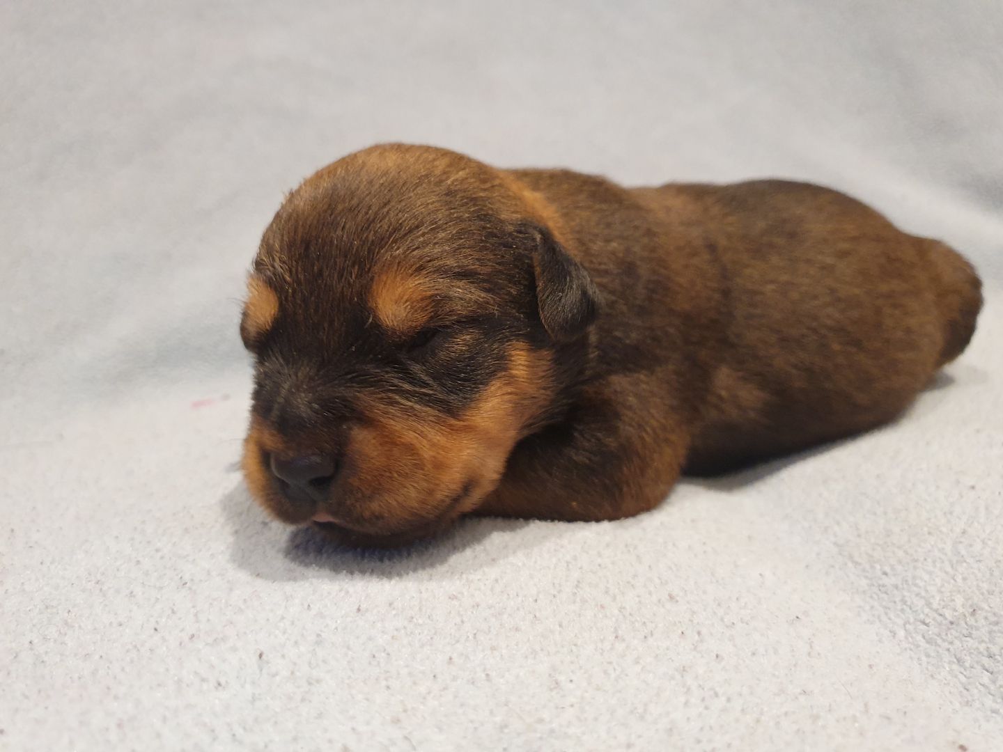 Süße Hundewelpen suchen ein neues zu Hause