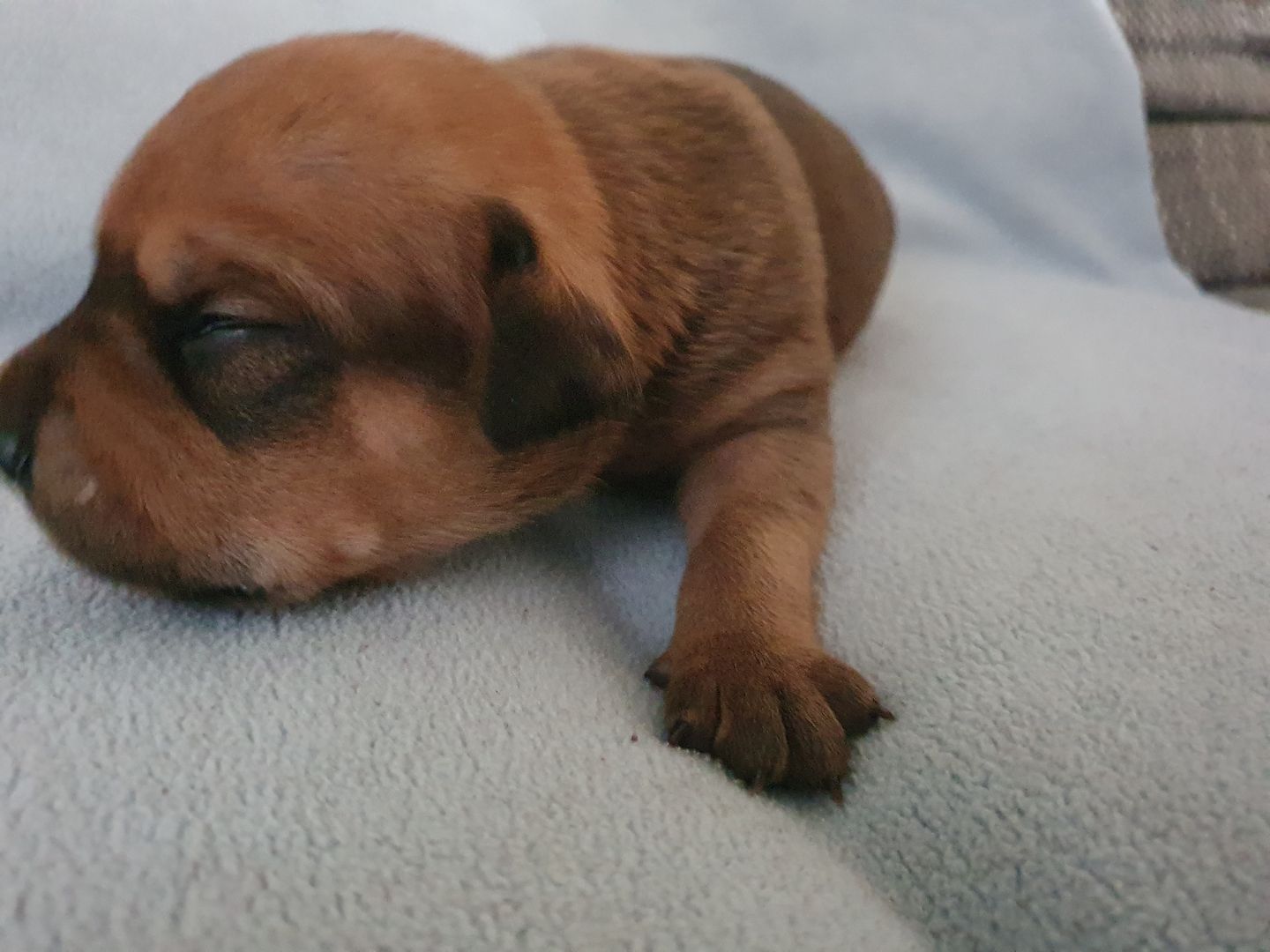Süße Hundewelpen suchen ein neues zu Hause