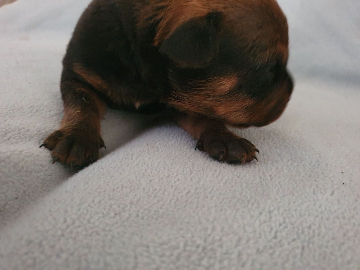 Süße Hundewelpen suchen ein neues zu Hause