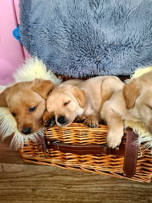 Kaufen Sie Labrador Retriever online in Deutschland – versandkostenfrei