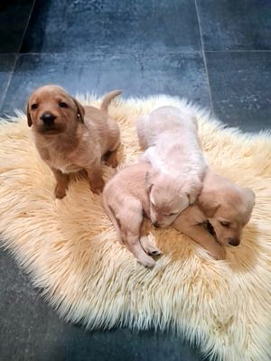 Kaufen Sie Labrador Retriever online in Deutschland – versandkostenfrei