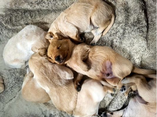 Kaufen Sie Labrador Retriever online in Deutschland – versandkostenfrei