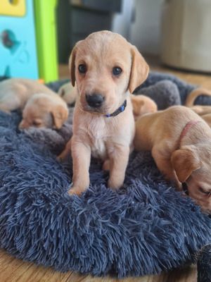 Kaufen Sie Labrador Retriever online in Deutschland – versandkostenfrei