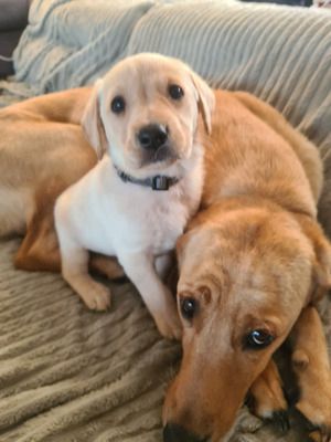 Kaufen Sie Labrador Retriever online in Deutschland – versandkostenfrei