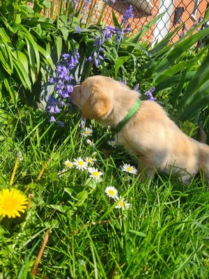 Kaufen Sie Labrador Retriever online in Deutschland – versandkostenfrei