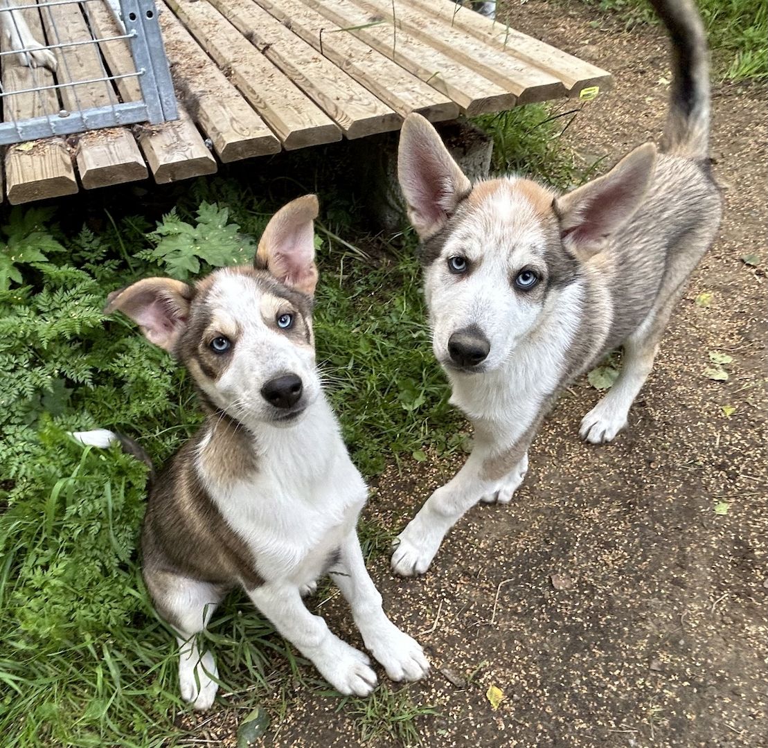 Alaskan Husky Welpen