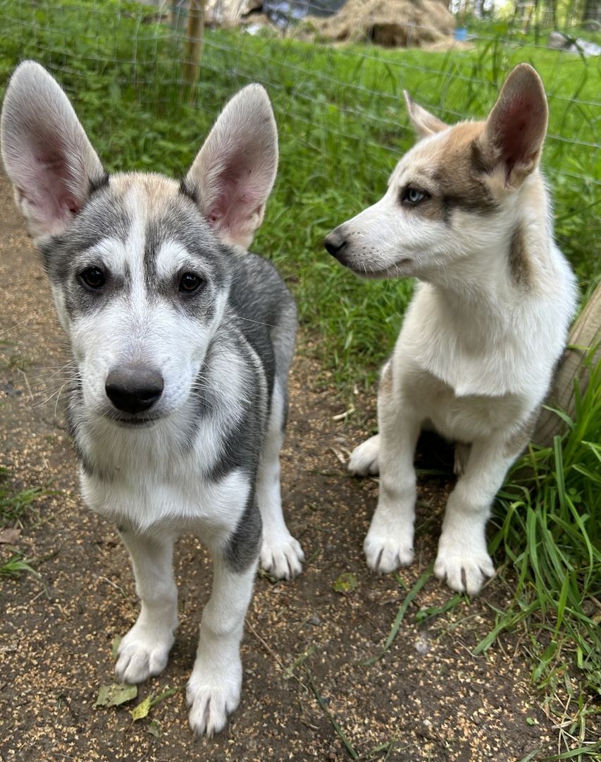 Alaskan Husky Welpen