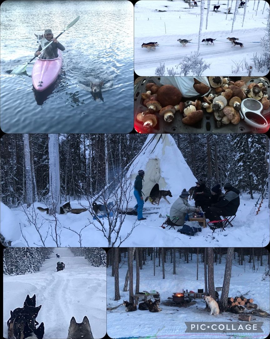 Aktivurlaub mit Huskytouren