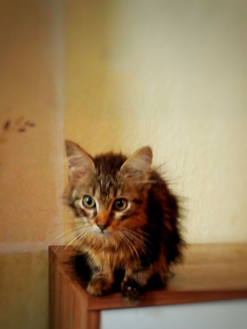 Kätzchen zu verkaufen