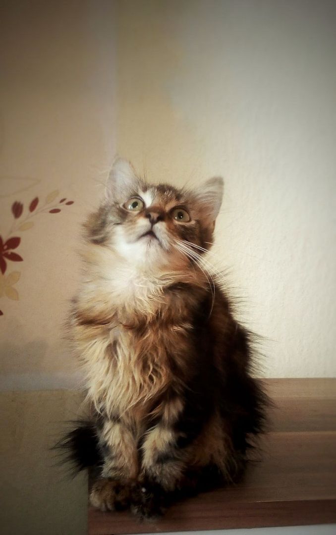 Kätzchen zu verkaufen