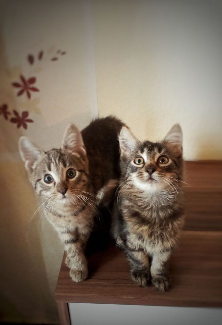 Kätzchen zu verkaufen