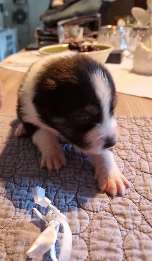 Australien Shepherd Welpen