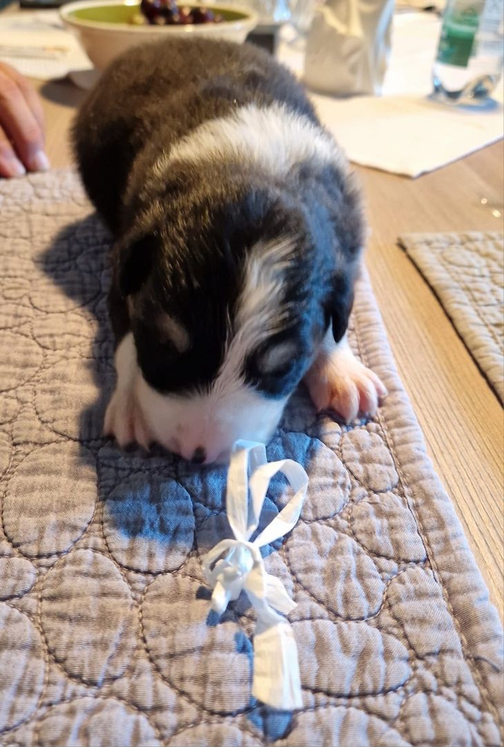 Australien Shepherd Welpen