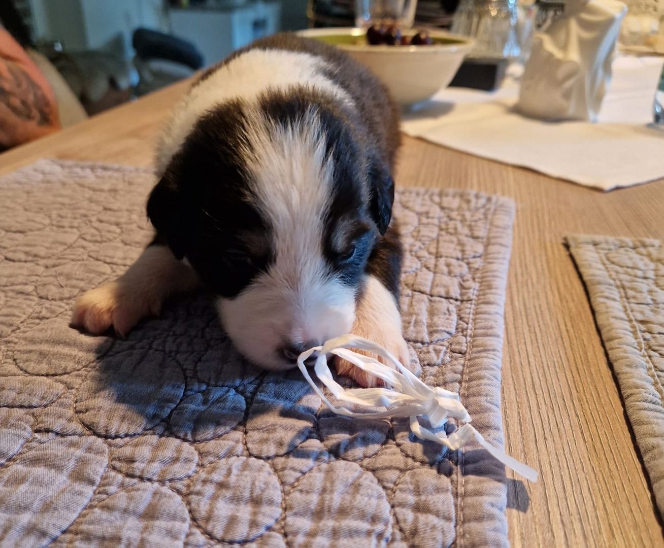 Australien Shepherd Welpen