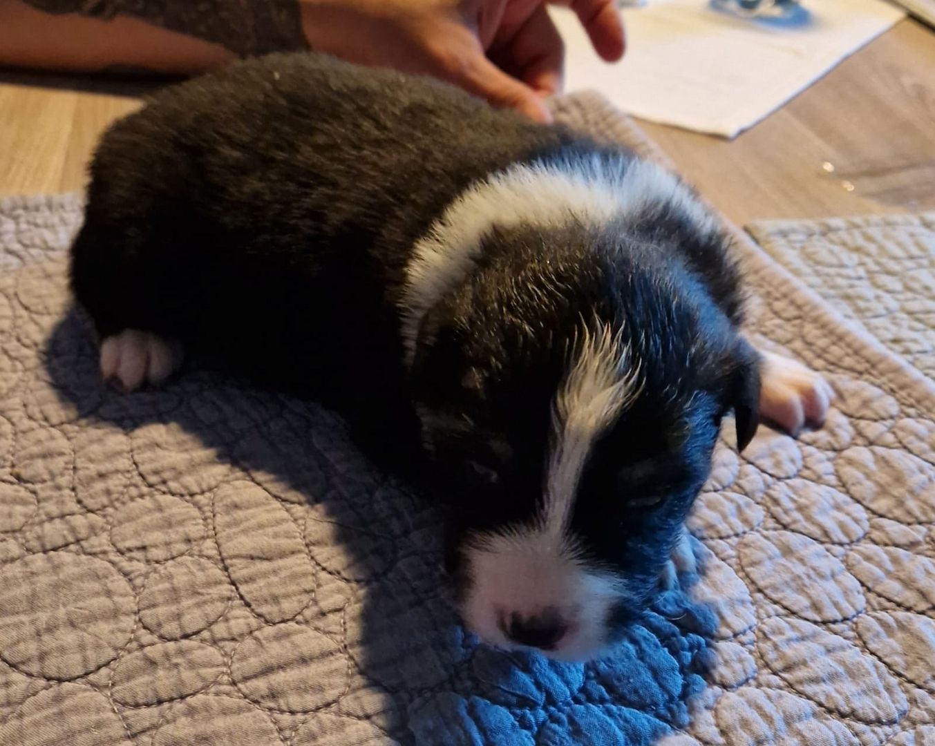 Australien Shepherd Welpen