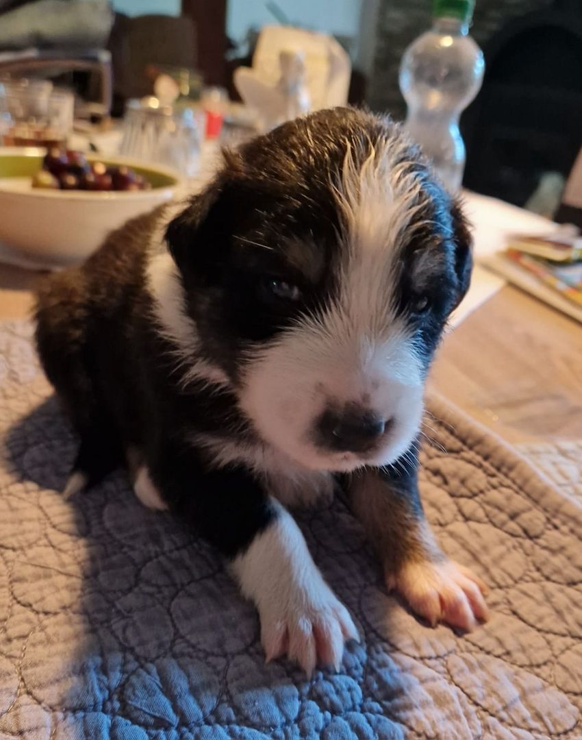 Australien Shepherd Welpen