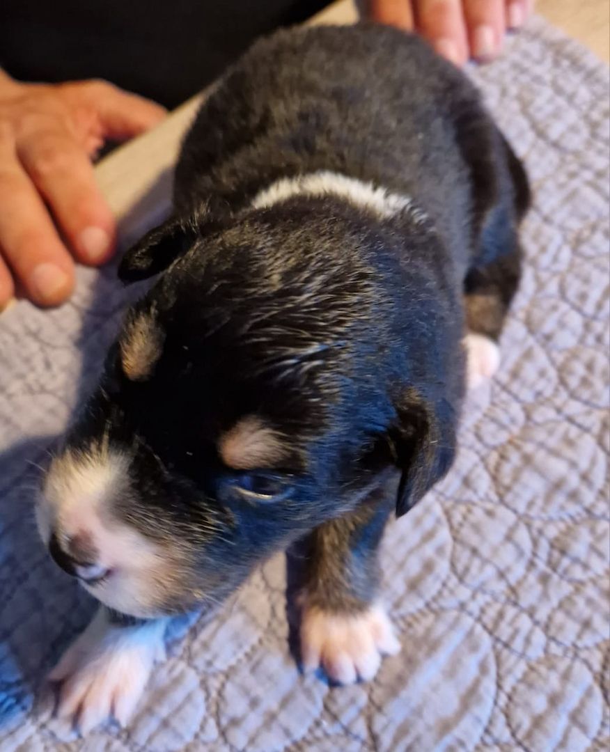 Australien Shepherd Welpen