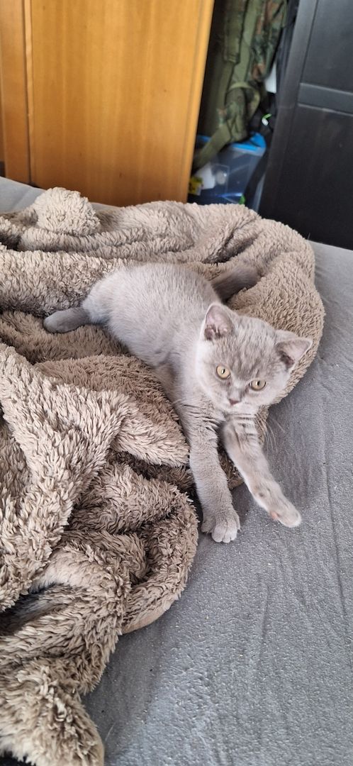 Britisch kurzhaar kitten Britisch kurzhaar kitten