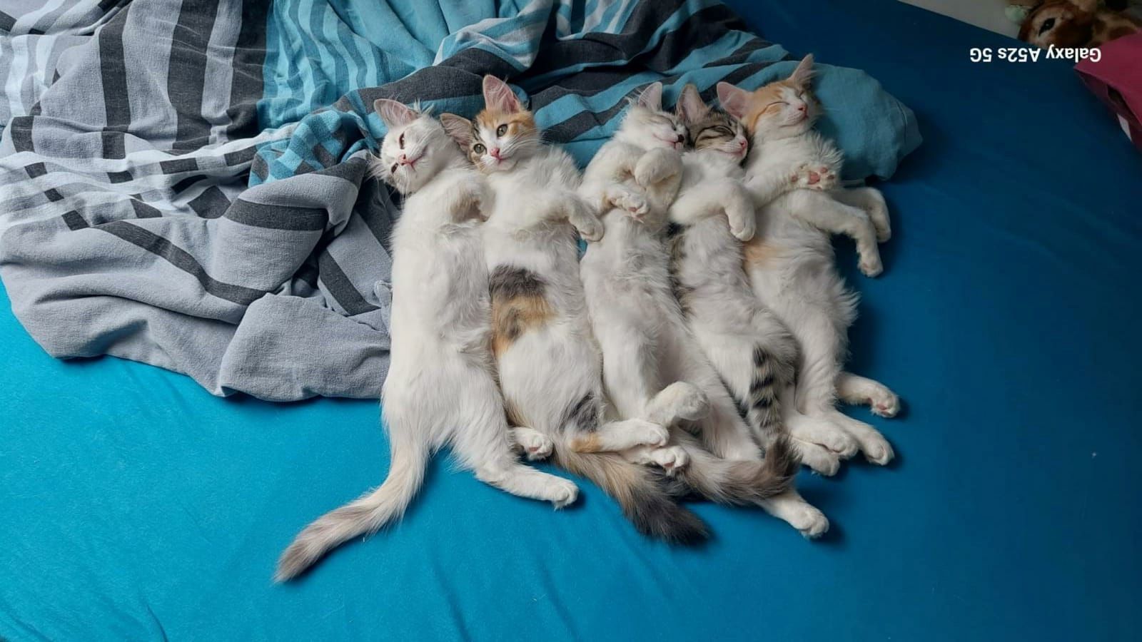 Ragdoll Mix Kitten Abgabebereit