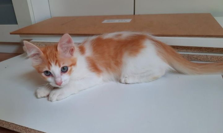 Ragdoll Mix Kitten Abgabebereit