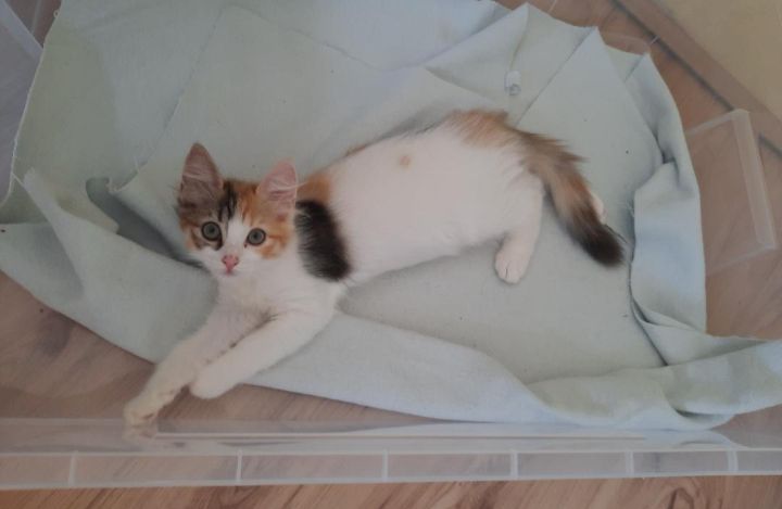 Ragdoll Mix Kitten Abgabebereit